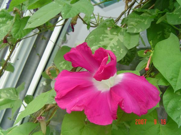 Ϊ������,����Ū����