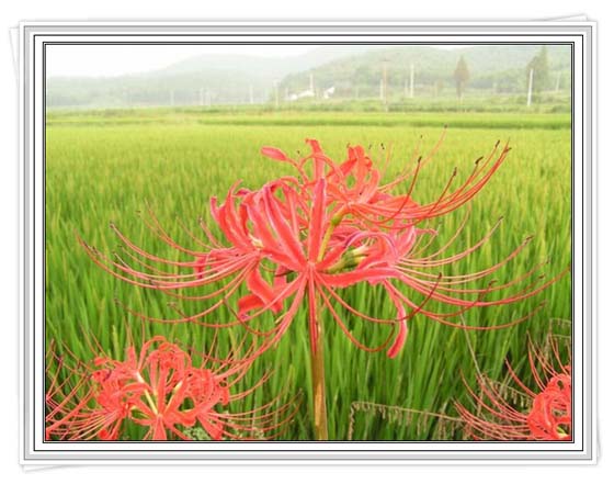 ·��ʢ����ʯ��