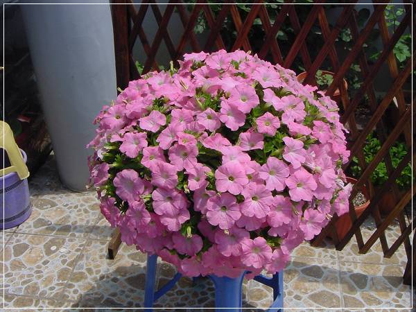 ���˱��Ƿ�