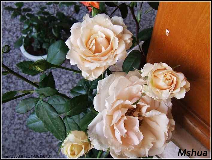 DSCF3882.JPG