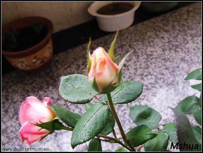 DSCF4046.JPG