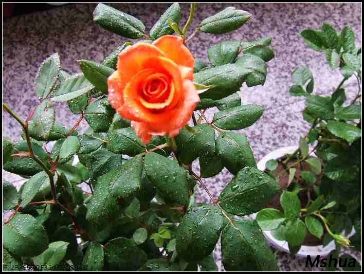 DSCF4044.JPG