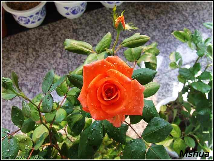 DSCF4055.JPG