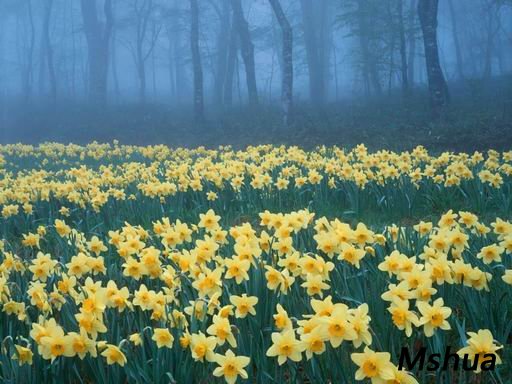 ������С Aquavisin.jpg