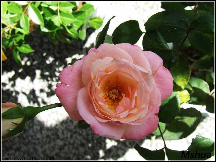 DSCF4066.JPG