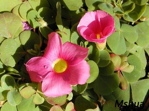Oxalis brasiliensis2.jpg