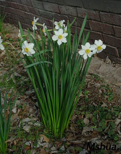 Narcissus poeticus Lk.jpg