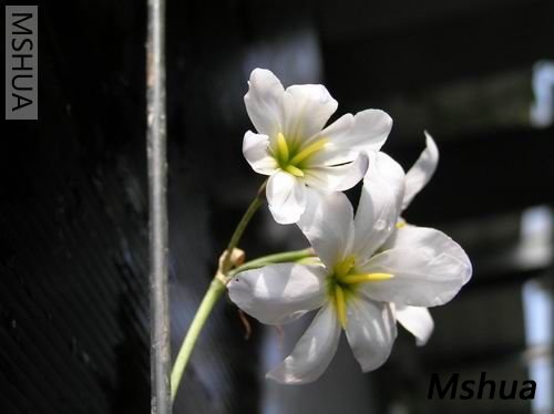 Leucocoryne pauciflora004.JPG