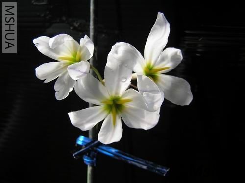 Leucocoryne pauciflora001.JPG