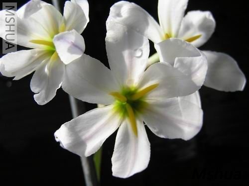 Leucocoryne pauciflora002.JPG