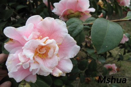 2007.3.3 033_��С��С.jpg