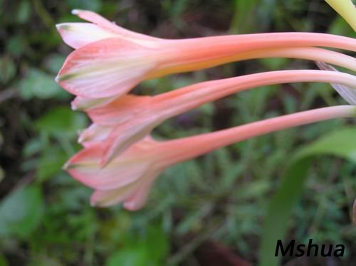 Stenomesson incarnatum3.JPG