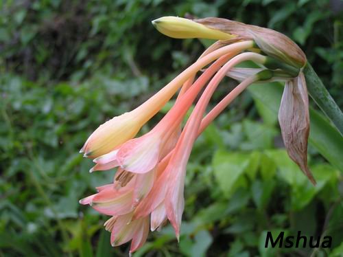 Stenomesson incarnatum1.JPG