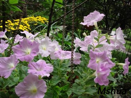 ���Ƿۻ��Ǻÿ���