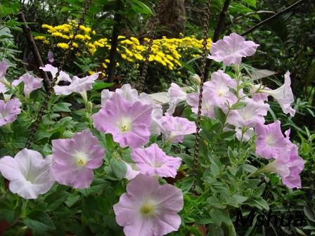 ����һ��