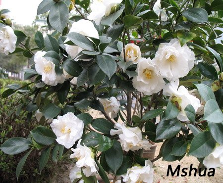 2007.3.3 012_��С��С.jpg