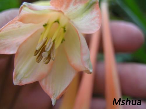 Stenomesson incarnatum6.JPG