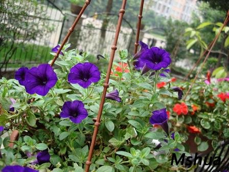 ��ɫС����ͷ�󣬳��ò�̫�á�