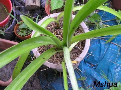 Stenomesson incarnatum7.JPG