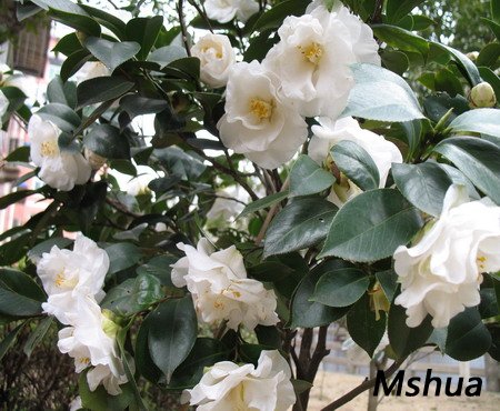 2007.3.3 013_��С��С.jpg