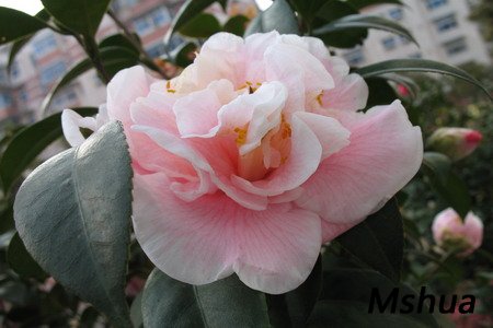 2007.3.3 035_��С��С.jpg