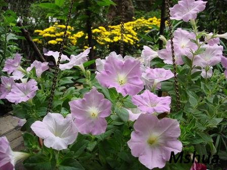 �����Ƕ���һ�š�