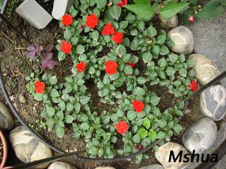 �������·Ƿ﷢�ԣ����ֲ�����������ͳ�ļ����£�һ��ɹ��һ���꣬Ҷ�Ӷ��õ��ˣ���ΪûϷ���벻��ʮ�� ...