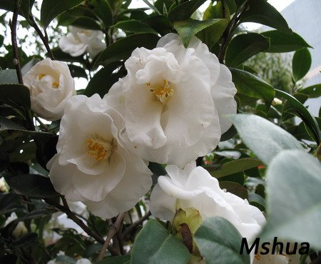 2007.3.3 014_��С��С.jpg