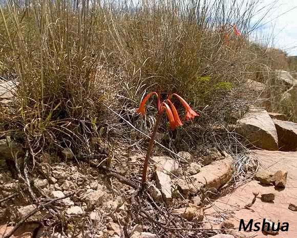 Cyrtanthus contractus2.jpg