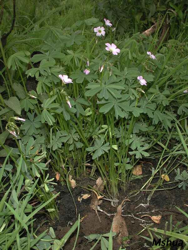 Oxalis divergens.jpg