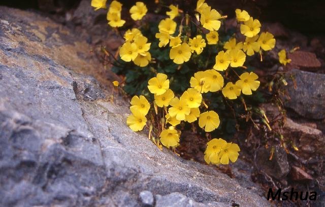 Oxalis bulbocastanum.jpg