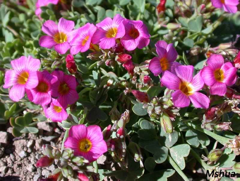 Oxalis squamata.jpg