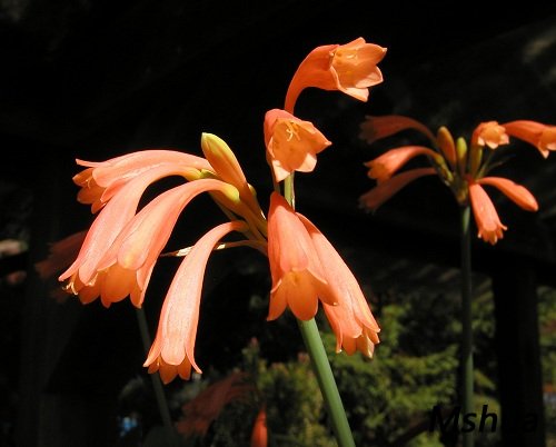 Cyrtanthus brachyscyphus.jpg