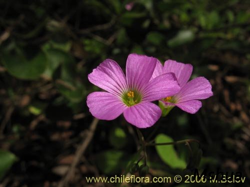 Oxalis rosea2.jpg