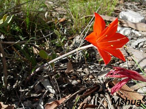 ������С Cyrtanthus guthrieae2.jpg