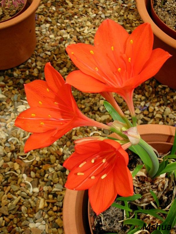 Cyrtanthus elatus.jpg