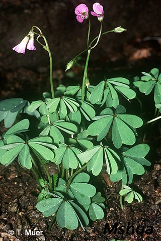 Oxalis decaphylla.jpg