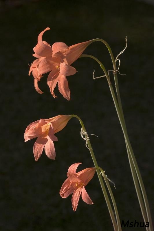 Cyrtanthus galpini2.jpg