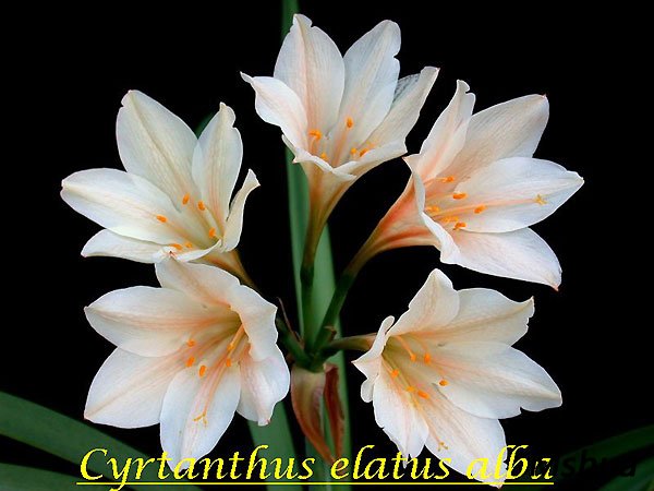 Cyrtanthus elatus alba.jpg