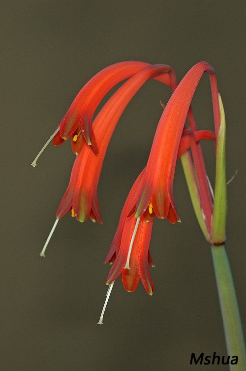 Cyrtanthus tuckii var. viridilobus2.jpg