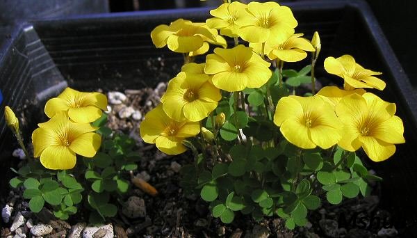 Oxalis peridicaria.jpg