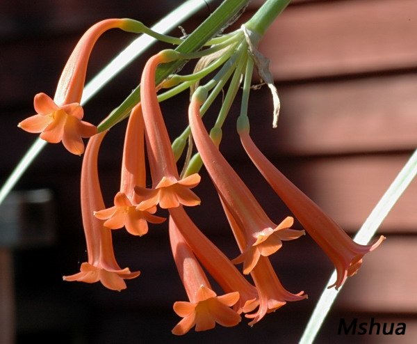 Cyrtanthus epiphyticus2.jpg