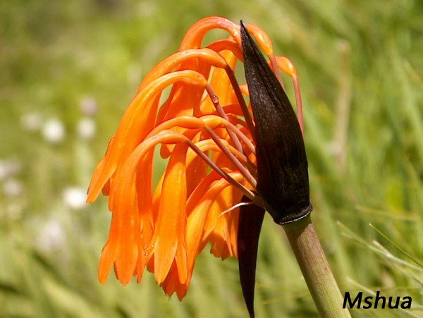 Cyrtanthus huttonii.jpg