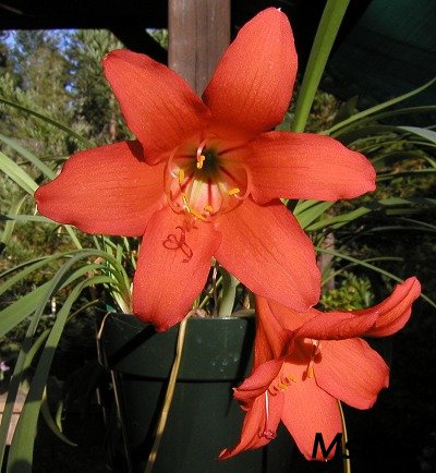 Cyrtanthus sanguineus2.jpg