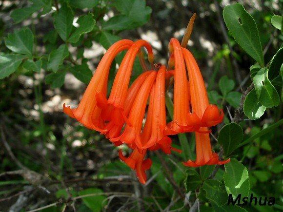 Cyrtanthus macowani.jpg