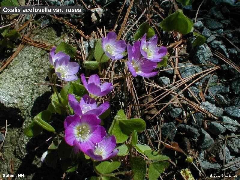 Oxalis acetosella var. rosea.jpg
