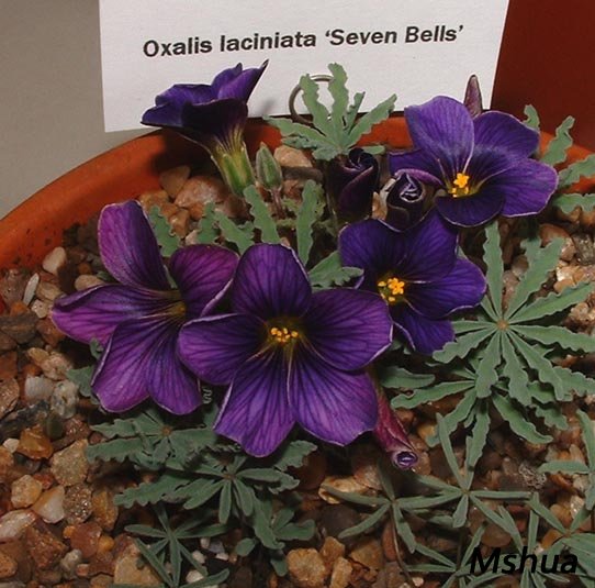 Oxalis laciniata2.jpg