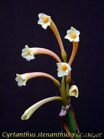 Cyrtanthus stenanthus var. major.jpg
