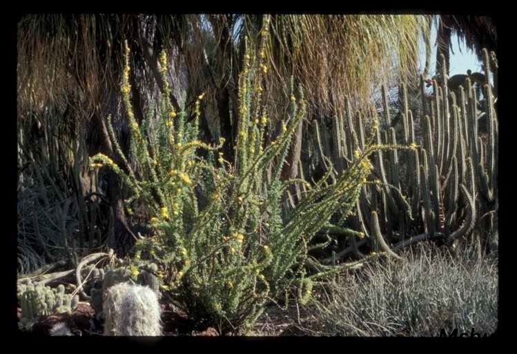 Oxalis gigantea2.jpg