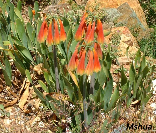 Cyrtanthus obliquus2.jpg